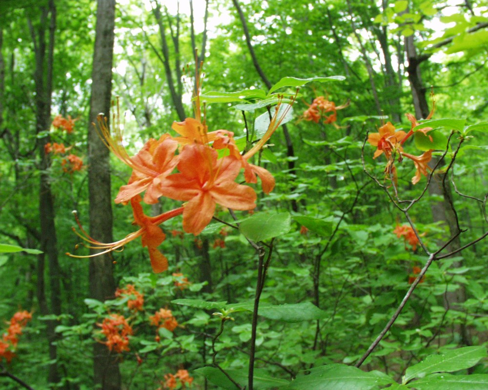 oconee_azalea
